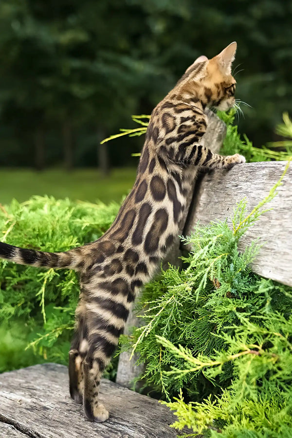 Thea | bengal kitten