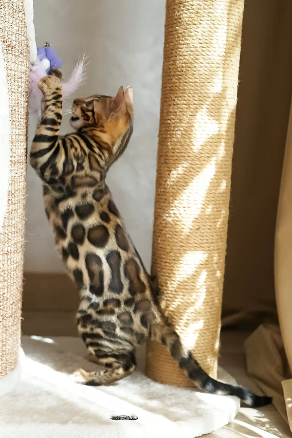 Thea | bengal kitten