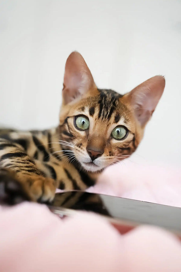 Thea | bengal kitten