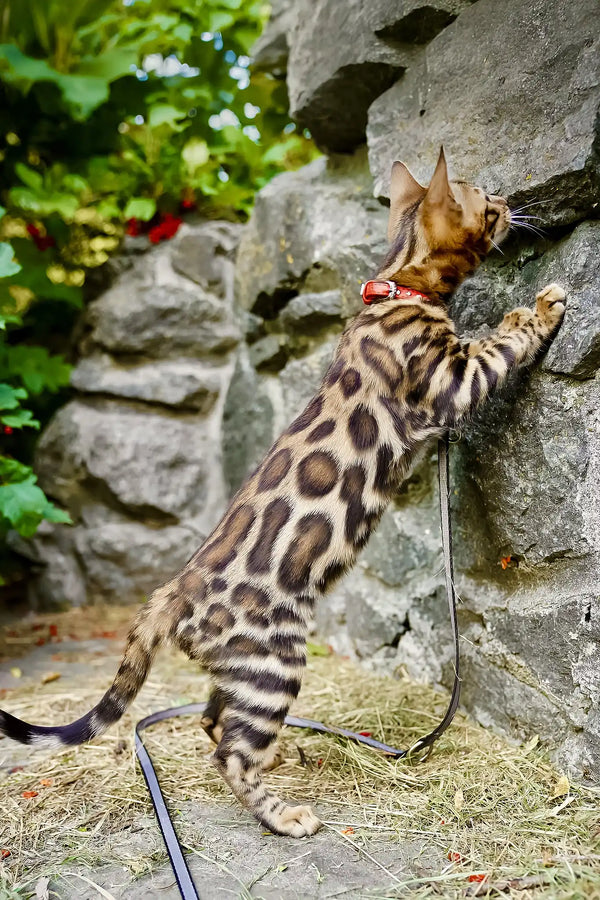 Thea | bengal kitten