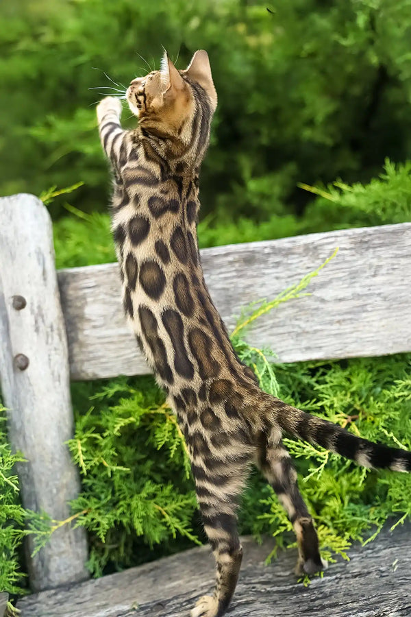 Thea | bengal kitten