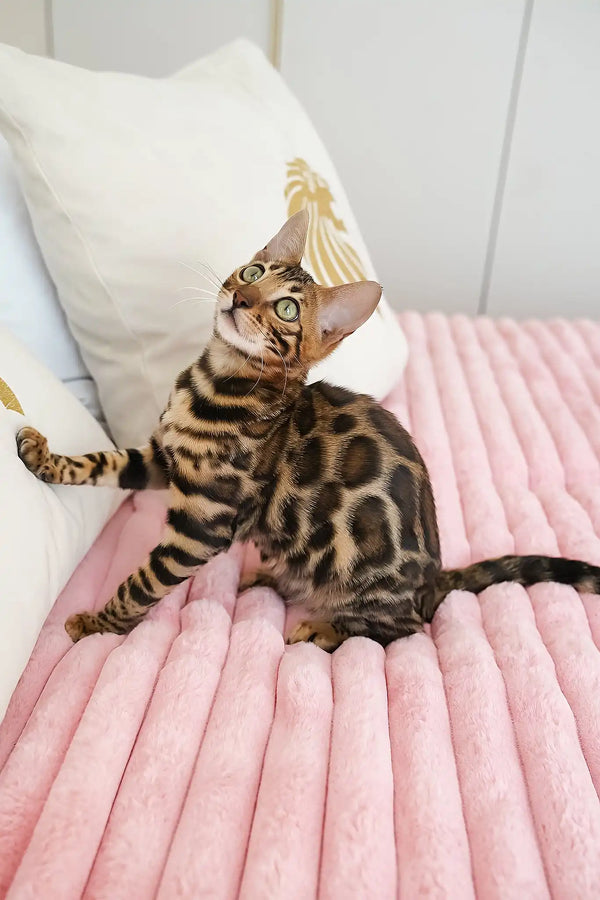 Thea | bengal kitten