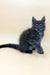 Thea | maine coon kitten