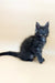 Thea | maine coon kitten
