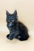 Thea | maine coon kitten