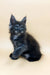 Thea | maine coon kitten