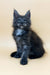 Thea | maine coon kitten