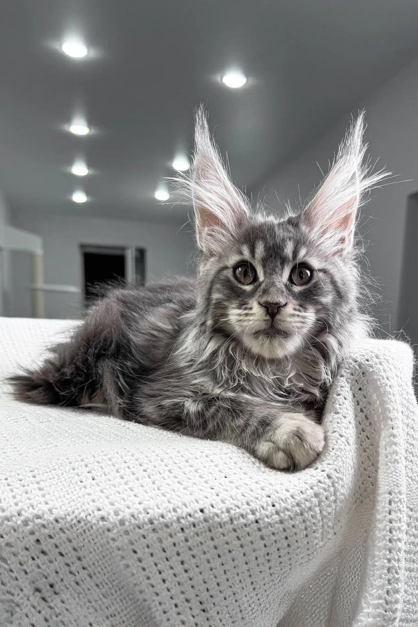 Gray Maine Coon cat with pointed ears relaxing on a cozy white knitted blanket