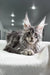 Gray and silver Maine Coon kitten Thelma lying on soft white fabric with ear tufts