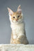 Cute cream and orange Maine Coon kitten named Theo, looking playful and adorable