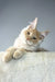 Cream-colored Maine Coon kitten named Theo, perfect for cat lovers and pet enthusiasts