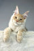 Cream and orange Maine Coon cat named Theo, a playful and adorable kitten