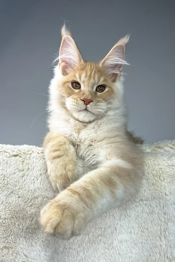 Cute cream and orange Maine Coon cat named Theo, the adorable Maine Coon kitten