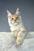 Adorable cream and orange Maine Coon kitten named Theo ready for a new home