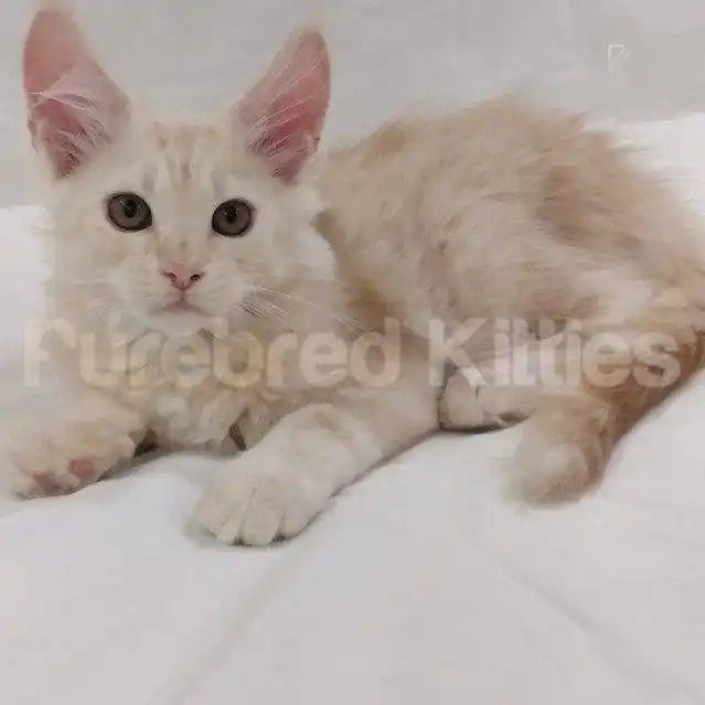Maine Coon Kittens for Sale Theo | Kitten