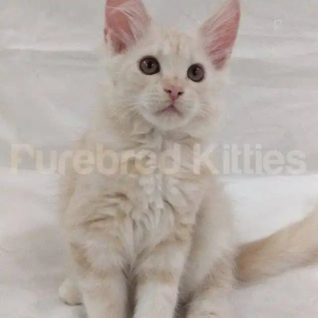 Maine Coon Kittens for Sale Theo | Kitten