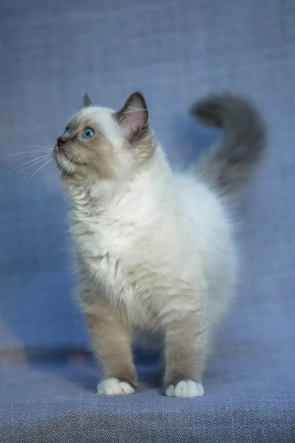 Theo | ragdoll kitten