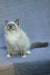 Theo | ragdoll kitten
