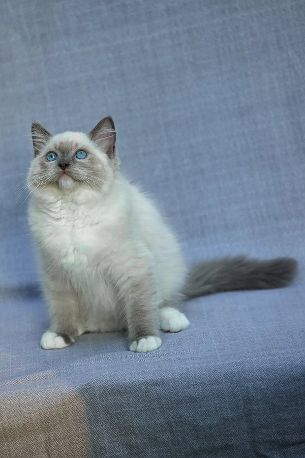 Theo | ragdoll kitten