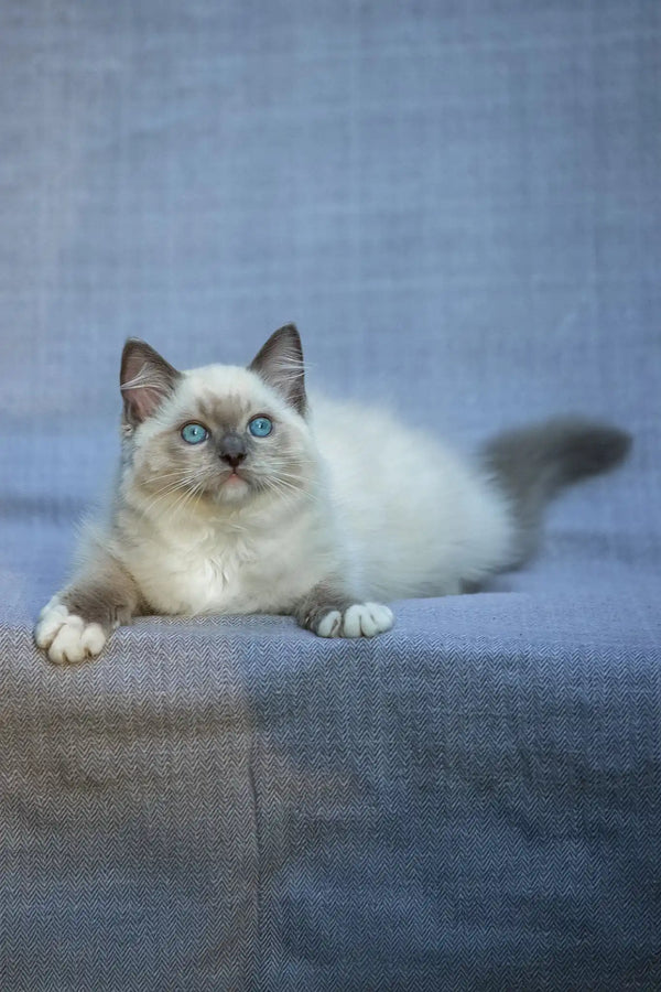 Theo | ragdoll kitten