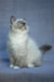 Theo | ragdoll kitten