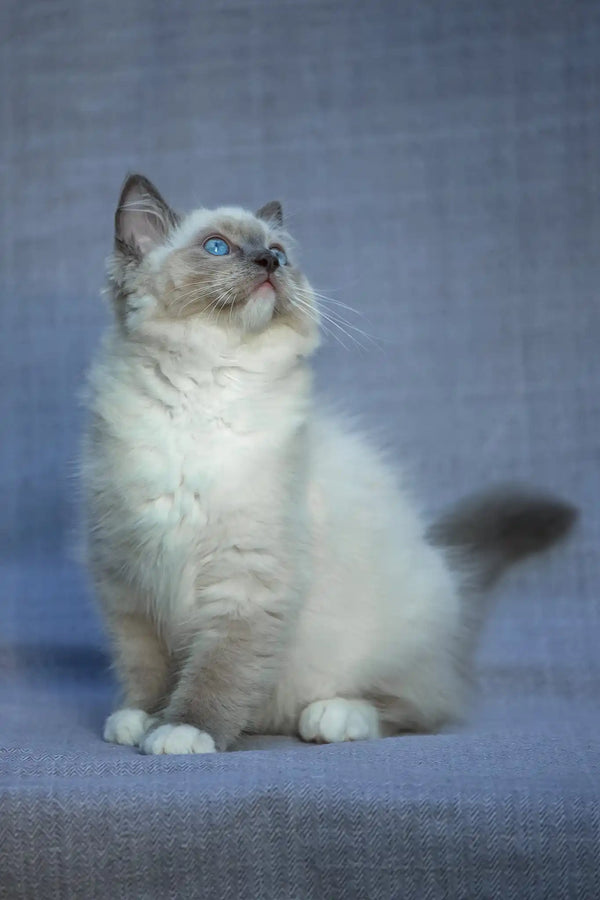 Theo | ragdoll kitten