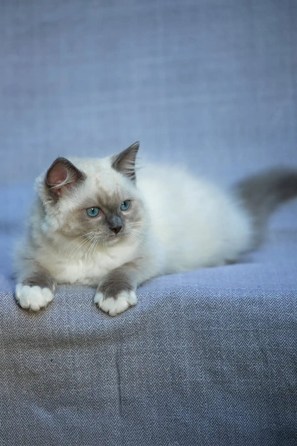 Theo | ragdoll kitten