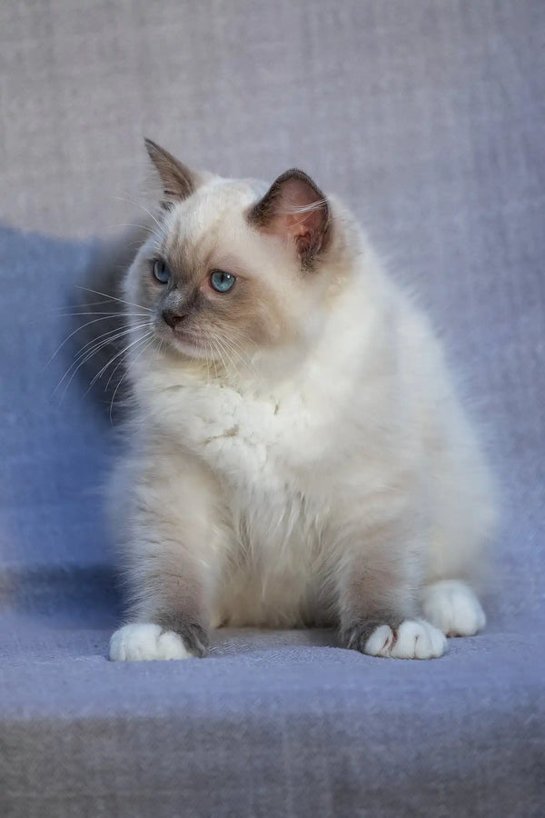 Theo | ragdoll kitten
