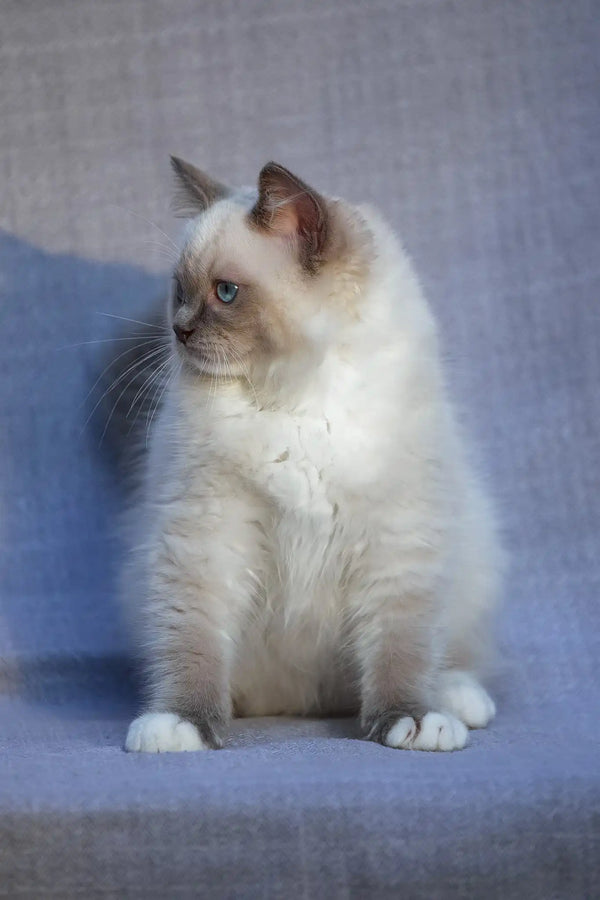 Theo | ragdoll kitten