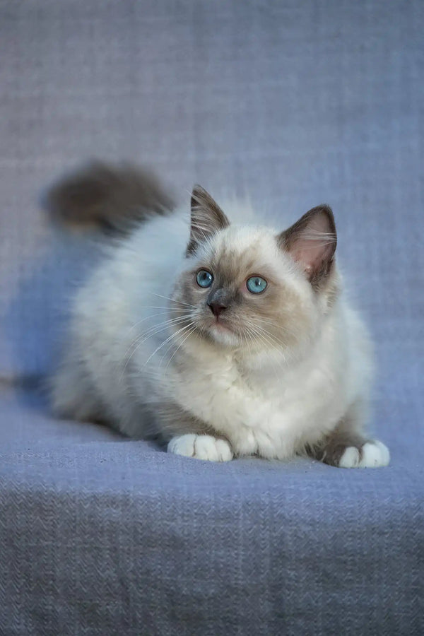 Theo | ragdoll kitten