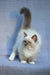 Theo | ragdoll kitten