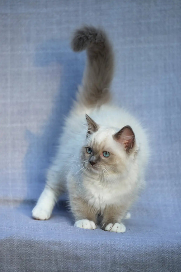 Theo | ragdoll kitten