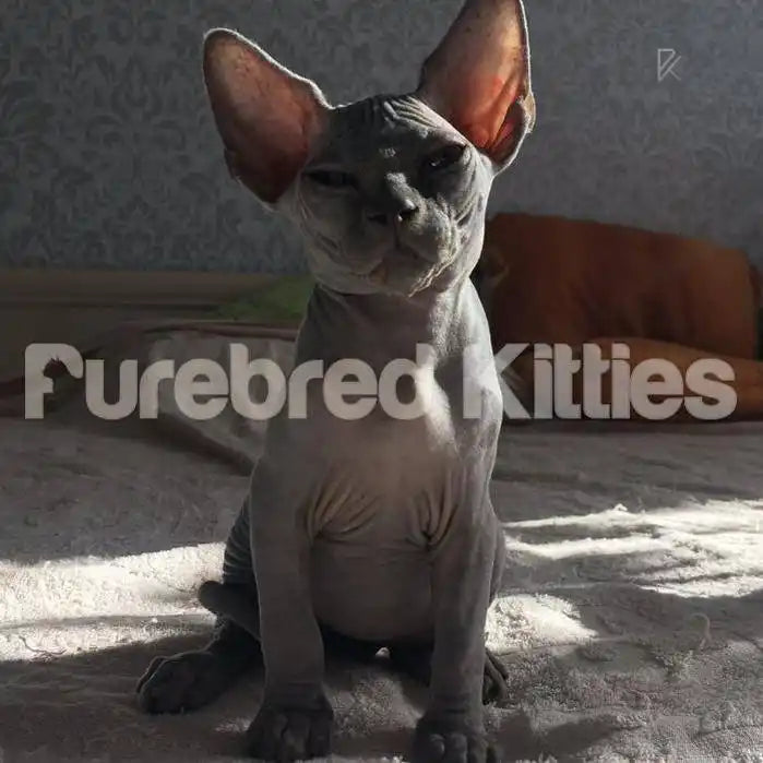 Sphynx Cats and Kittens for Sale Theo | Kitten