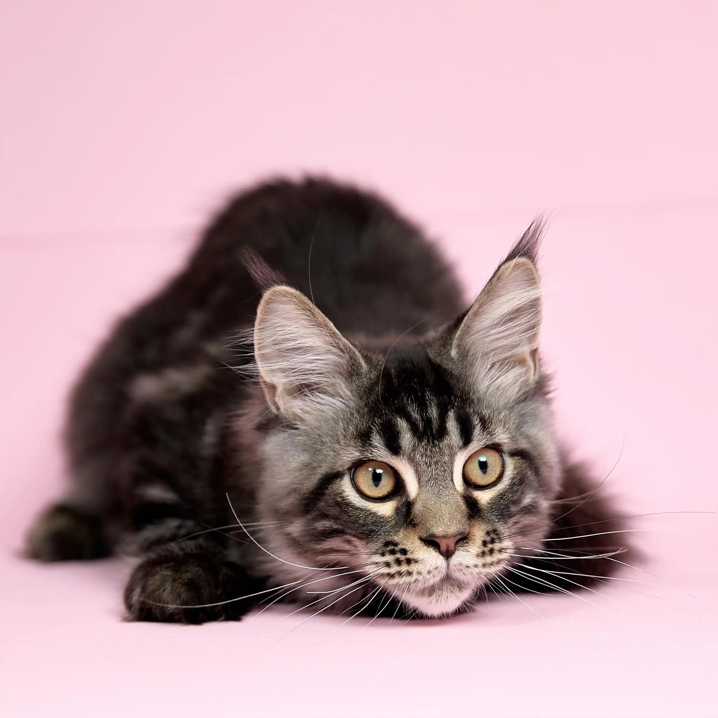 Maine Coon Kittens for Sale | Cats For Thoar | Kitten