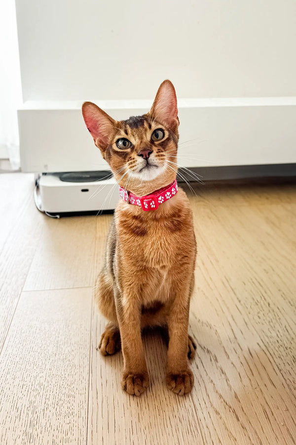 Abyssinian kitten named Thomas in a cute pink collar sitting on a wooden floor