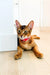 Abyssinian kitten named Thomas in a red collar, relaxed on the floor