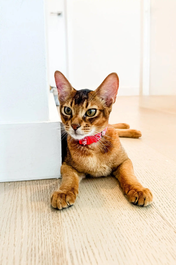 Abyssinian kitten named Thomas in a red collar, relaxed on the floor