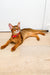 Abyssinian kitten with golden fur and a red collar lounging on the floor