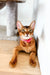 Abyssinian kitten Thomas with wide eyes wearing a red collar looking adorable