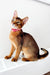 Abyssinian kitten in a cute pink collar sitting attentively and looking adorable