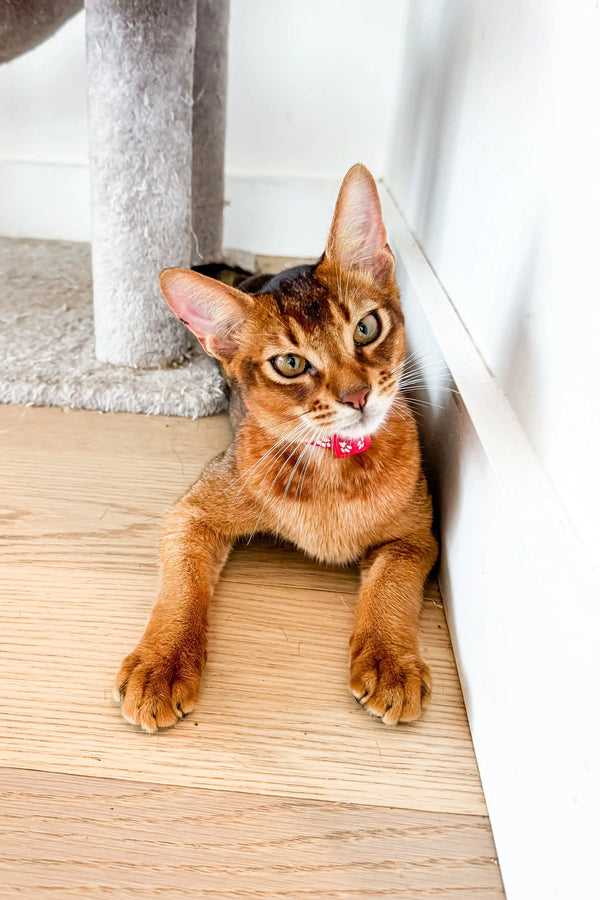 Abyssinian kitten with golden-brown fur lounging on a wooden floor