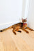 Abyssinian kitten named Thomas in a pink collar lounging on wooden floor