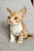 Thomas | devon rex kitten