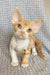 Thomas | devon rex kitten