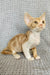 Thomas | devon rex kitten