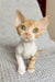 Thomas | devon rex kitten