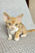 Thomas | devon rex kitten
