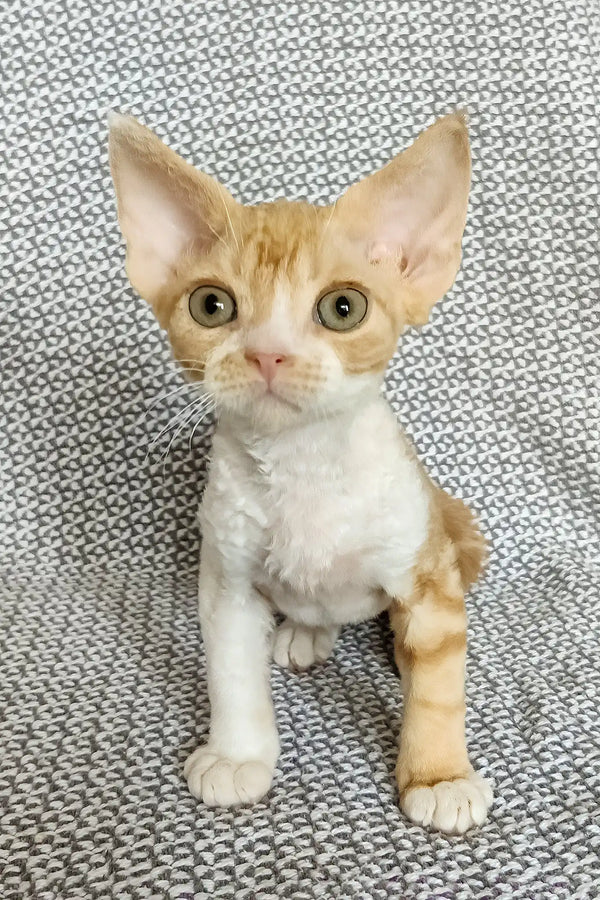 Thomas | devon rex kitten