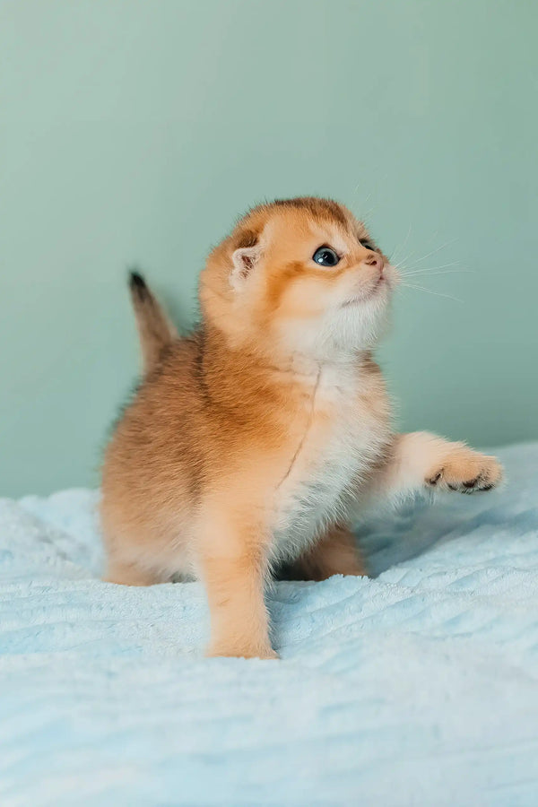 Thomas | scottish fold kitten