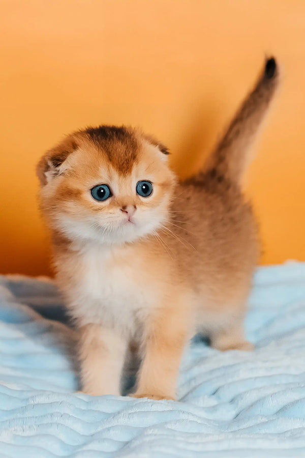 Thomas | scottish fold kitten